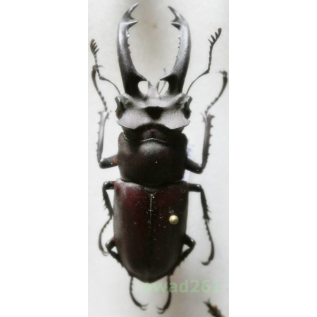 Lucanus formosanus Planet, 1899 57mm Taiwan